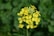 a close up of a yellow flower with green leaves in the background