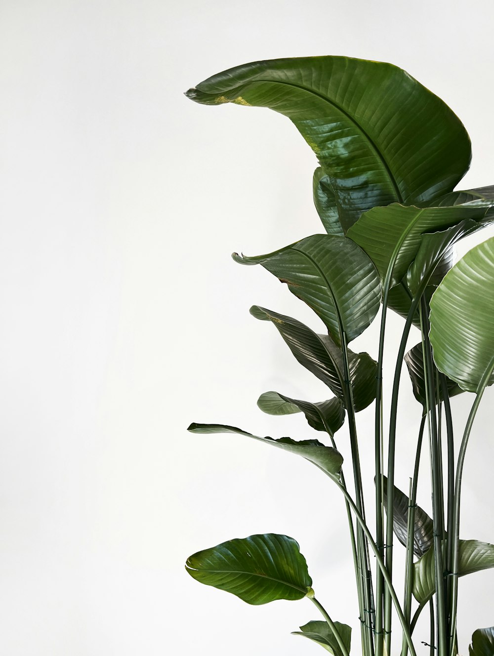 a plant with large green leaves on a white background