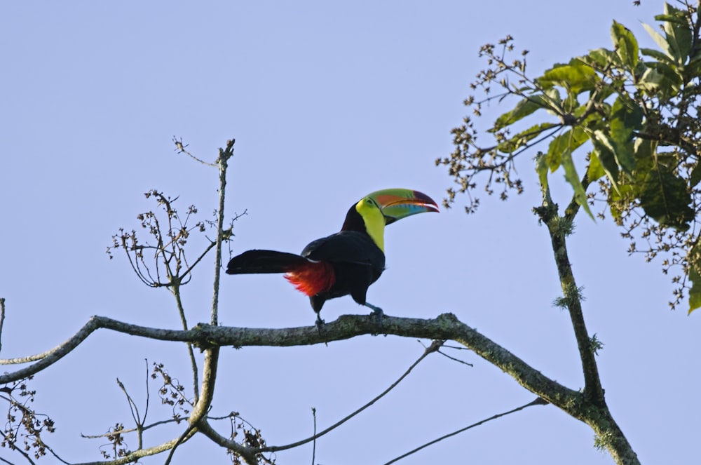 Un oiseau coloré perché au sommet d’une branche d’arbre