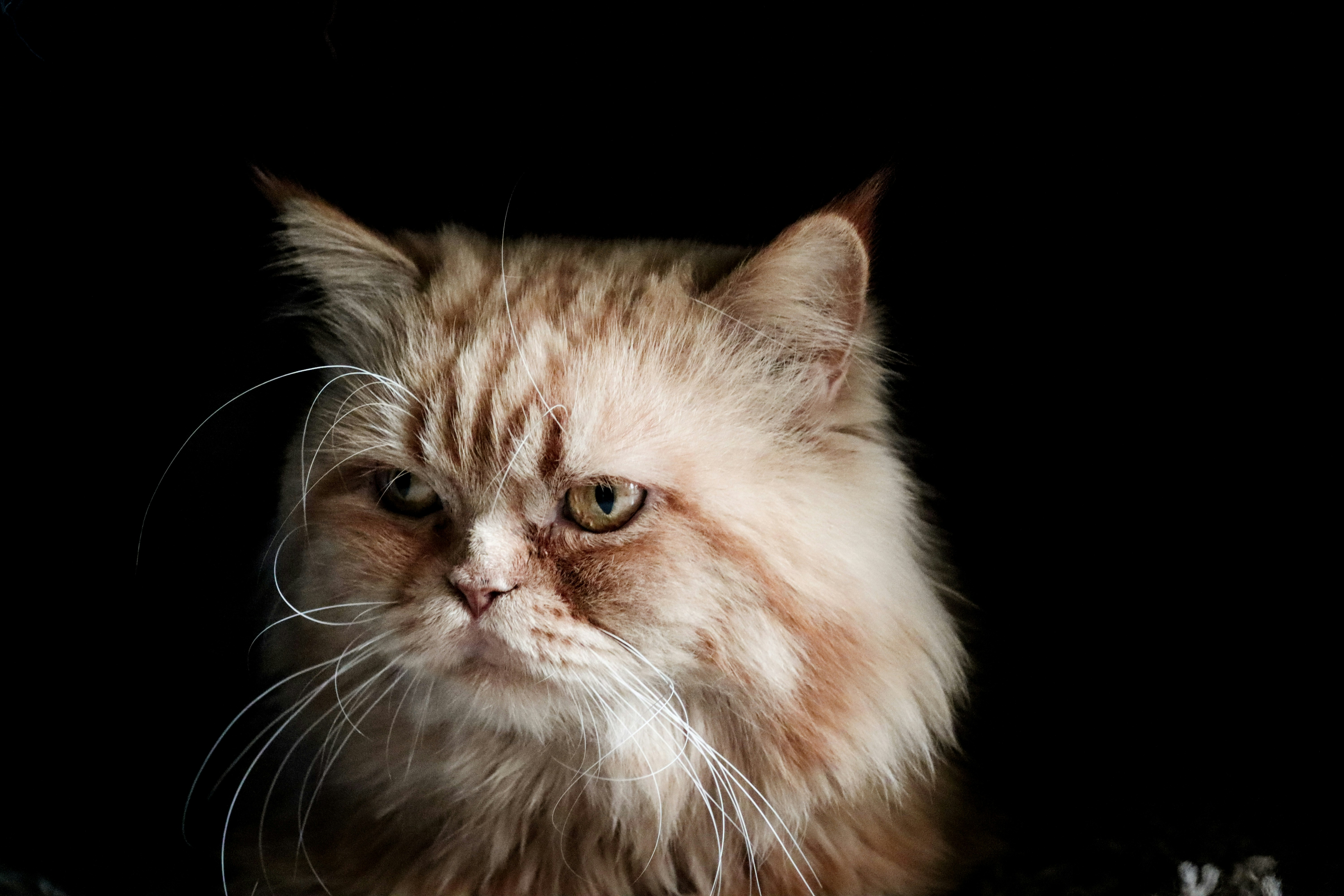 a close up of a cat on a black background