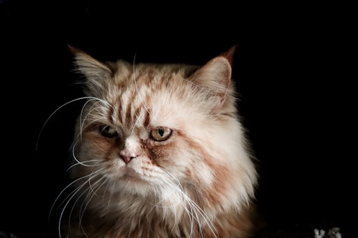 a close up of a cat on a black background