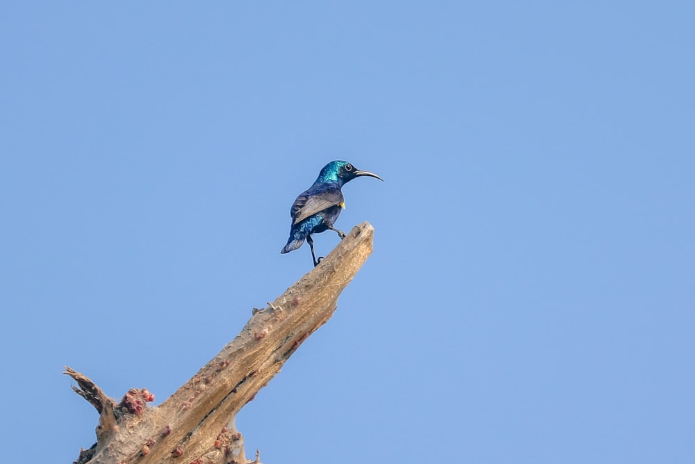 a blue bird sitting on top of a tree branch