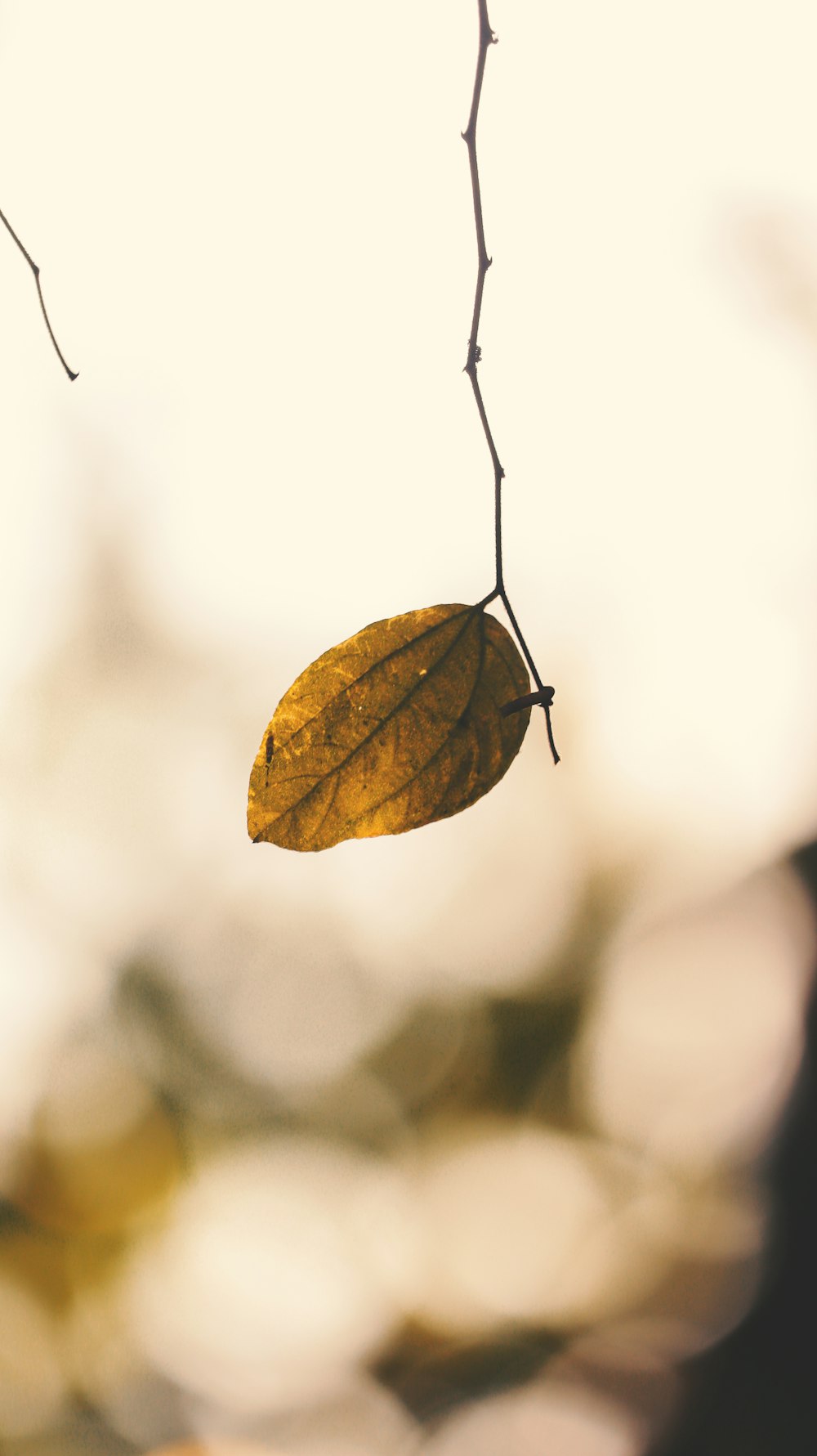 a leaf is hanging from a tree branch