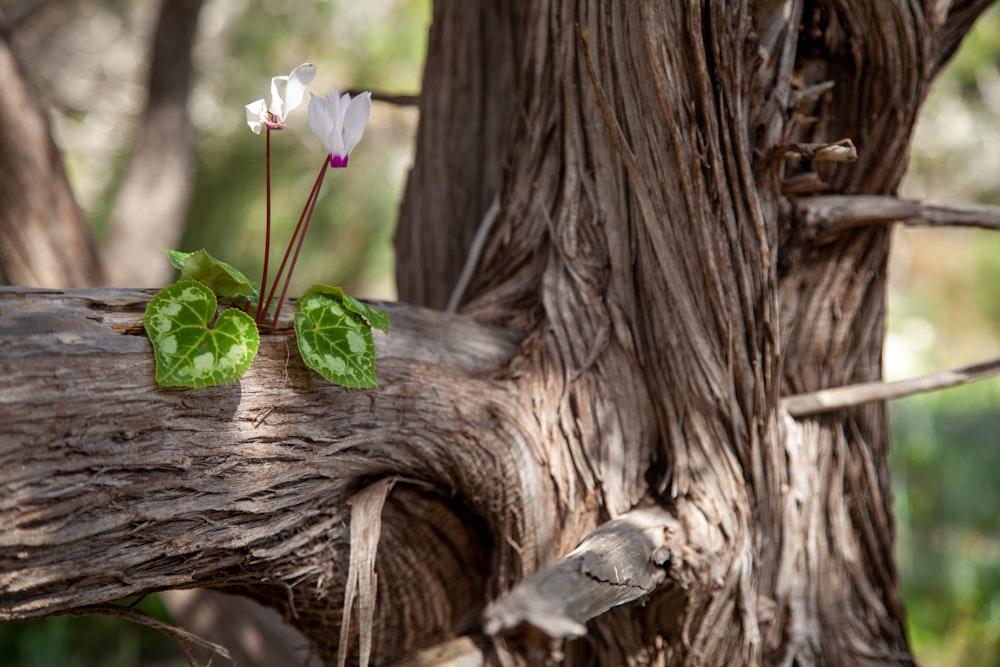 un couple de fleurs blanches assis au sommet d’une branche d’arbre