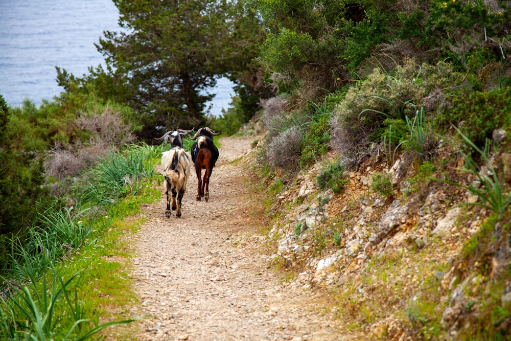 a couple of horses walking down a dirt road