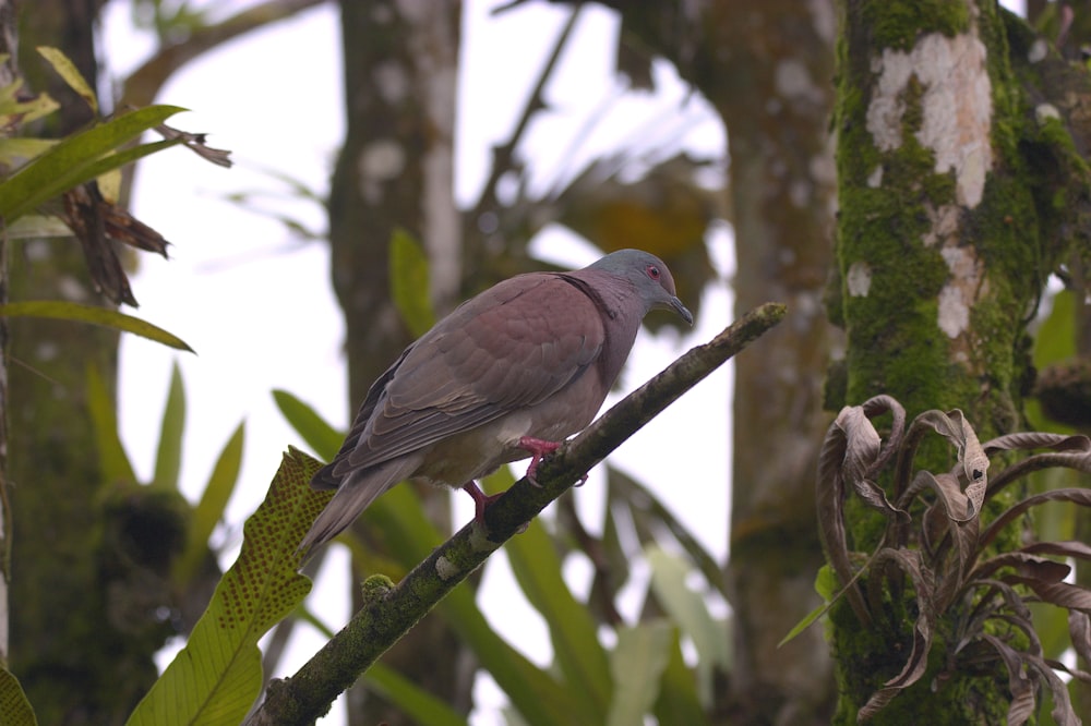 a bird perched on a branch in a tree