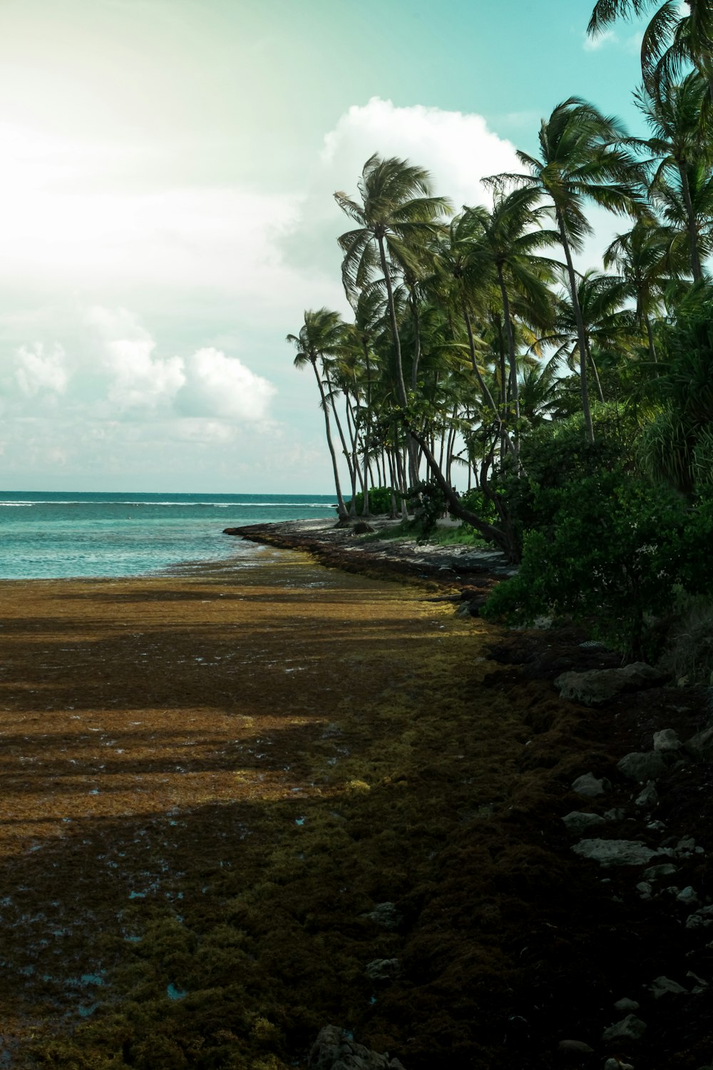 una playa de arena con palmeras y un cuerpo de agua