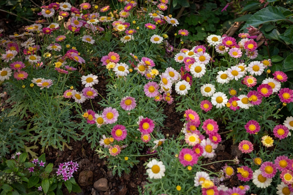 a garden filled with lots of different colored flowers