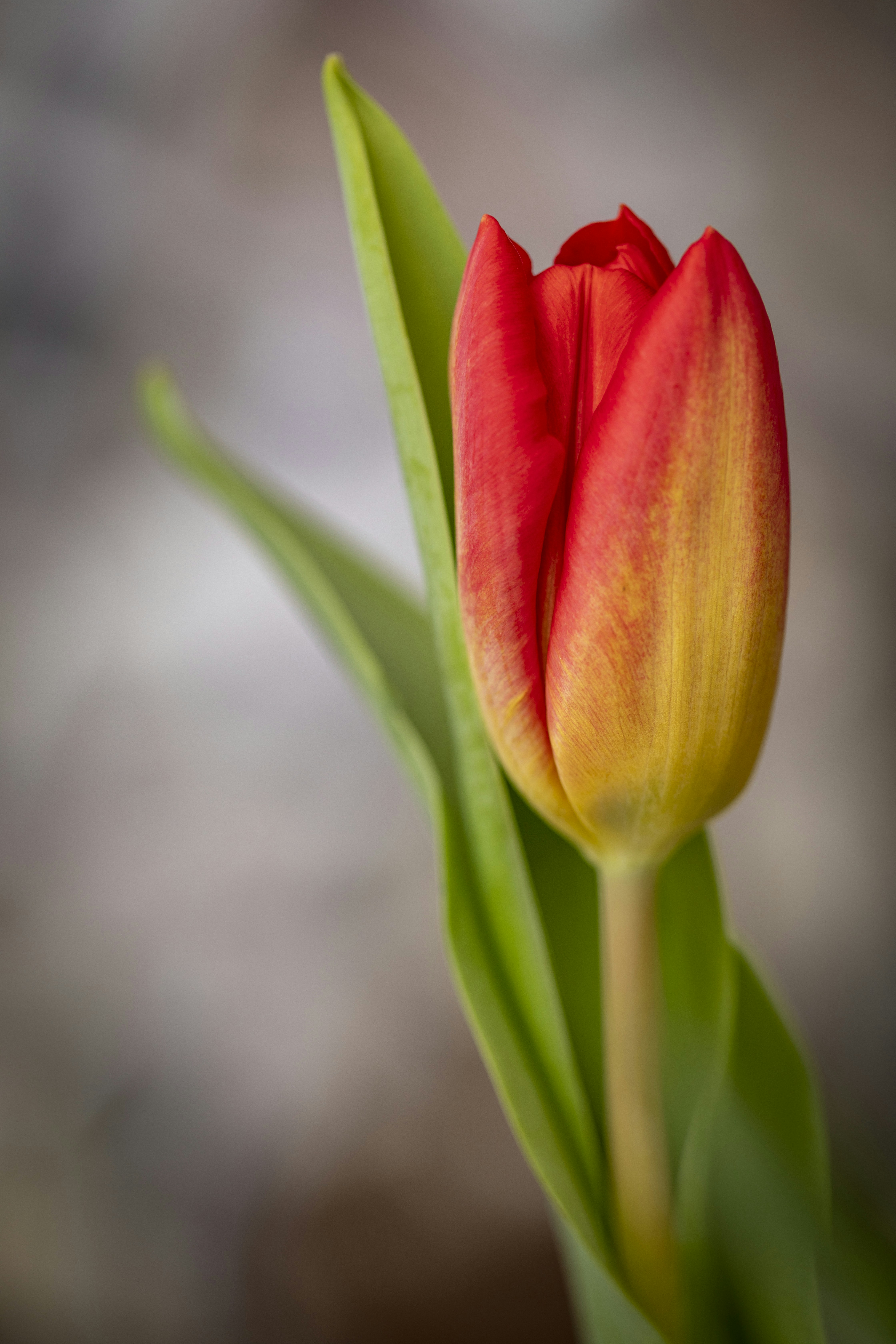 Photo by ovidiugruescu