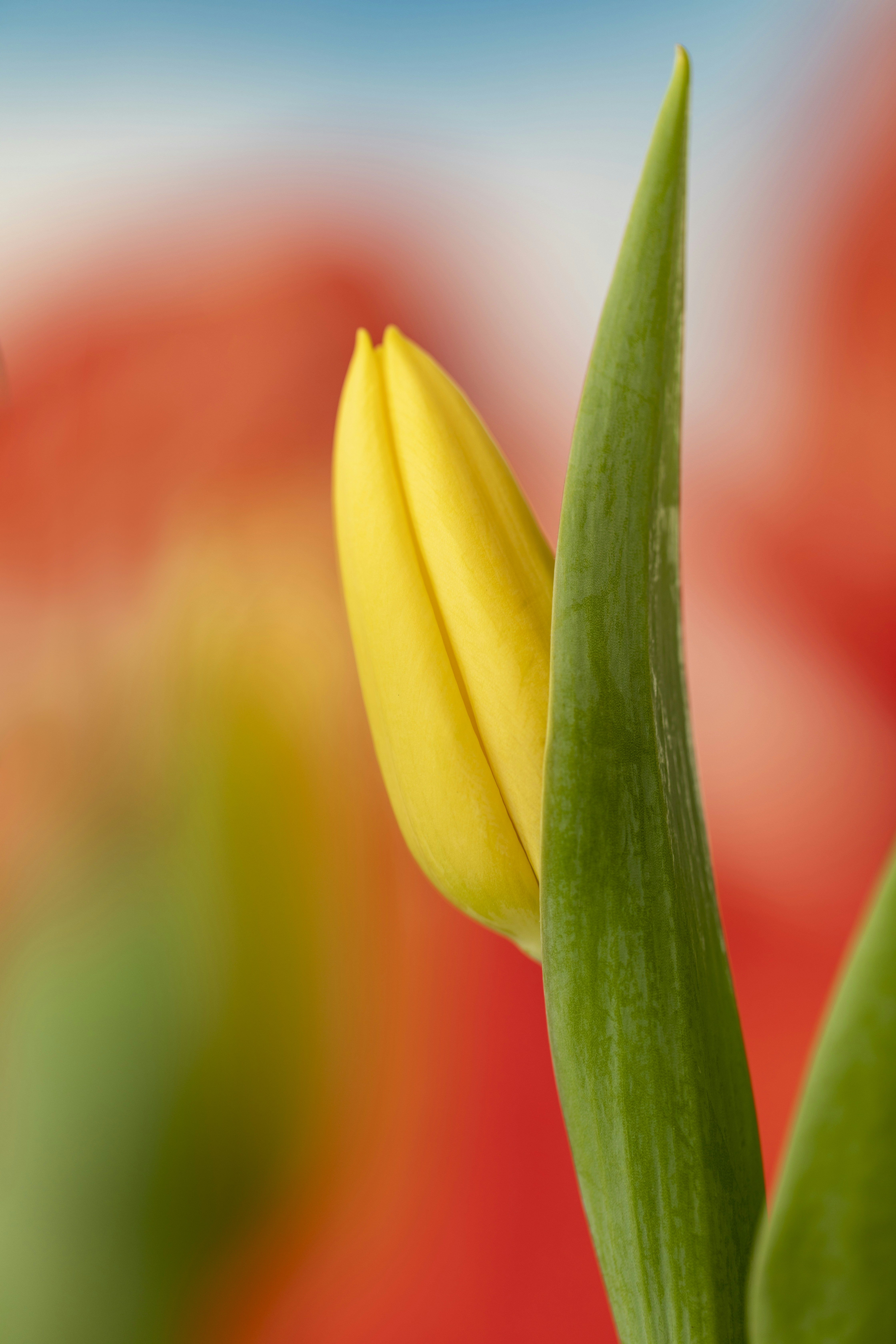 Photo by ovidiugruescu