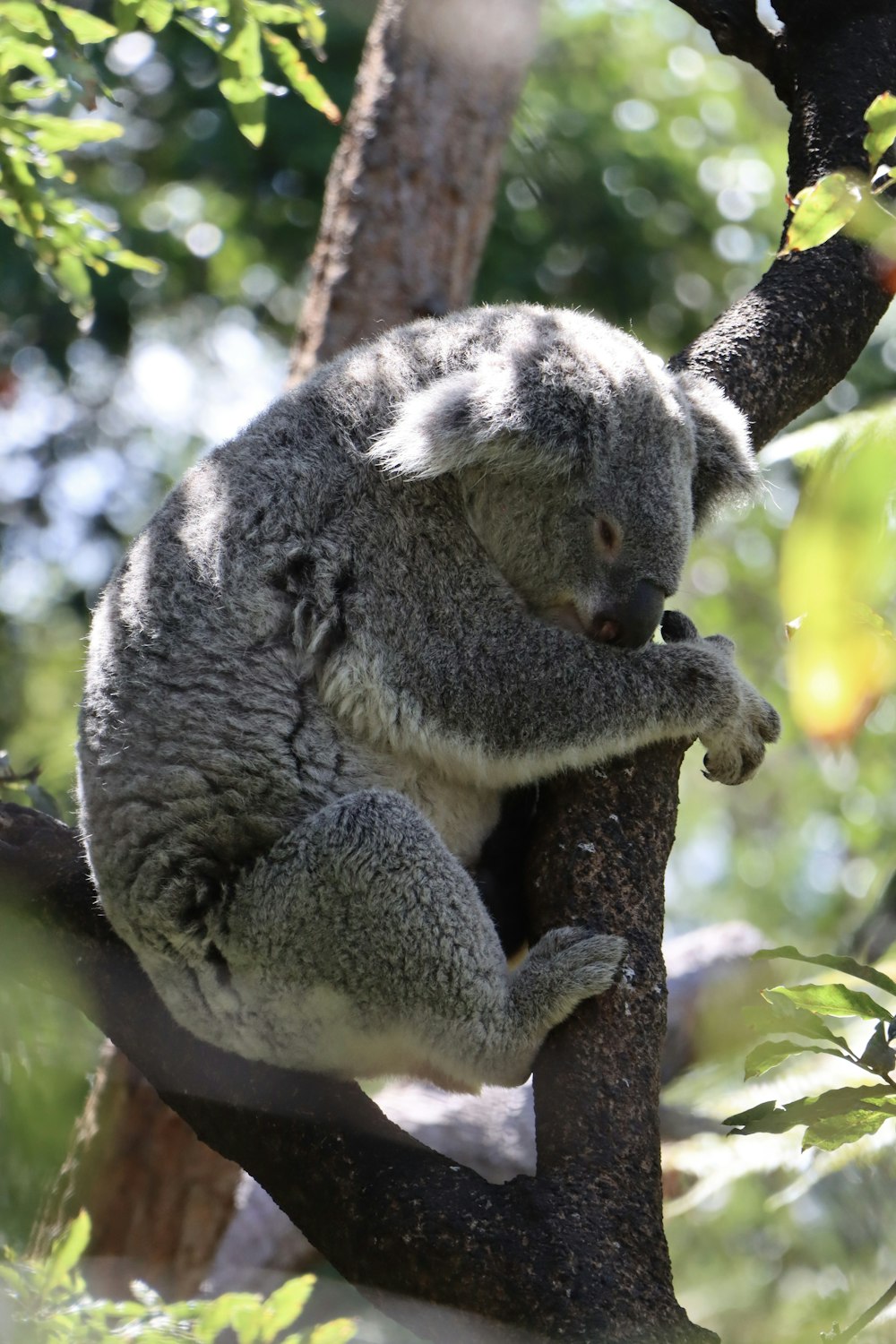 a koala bear sitting on a tree branch