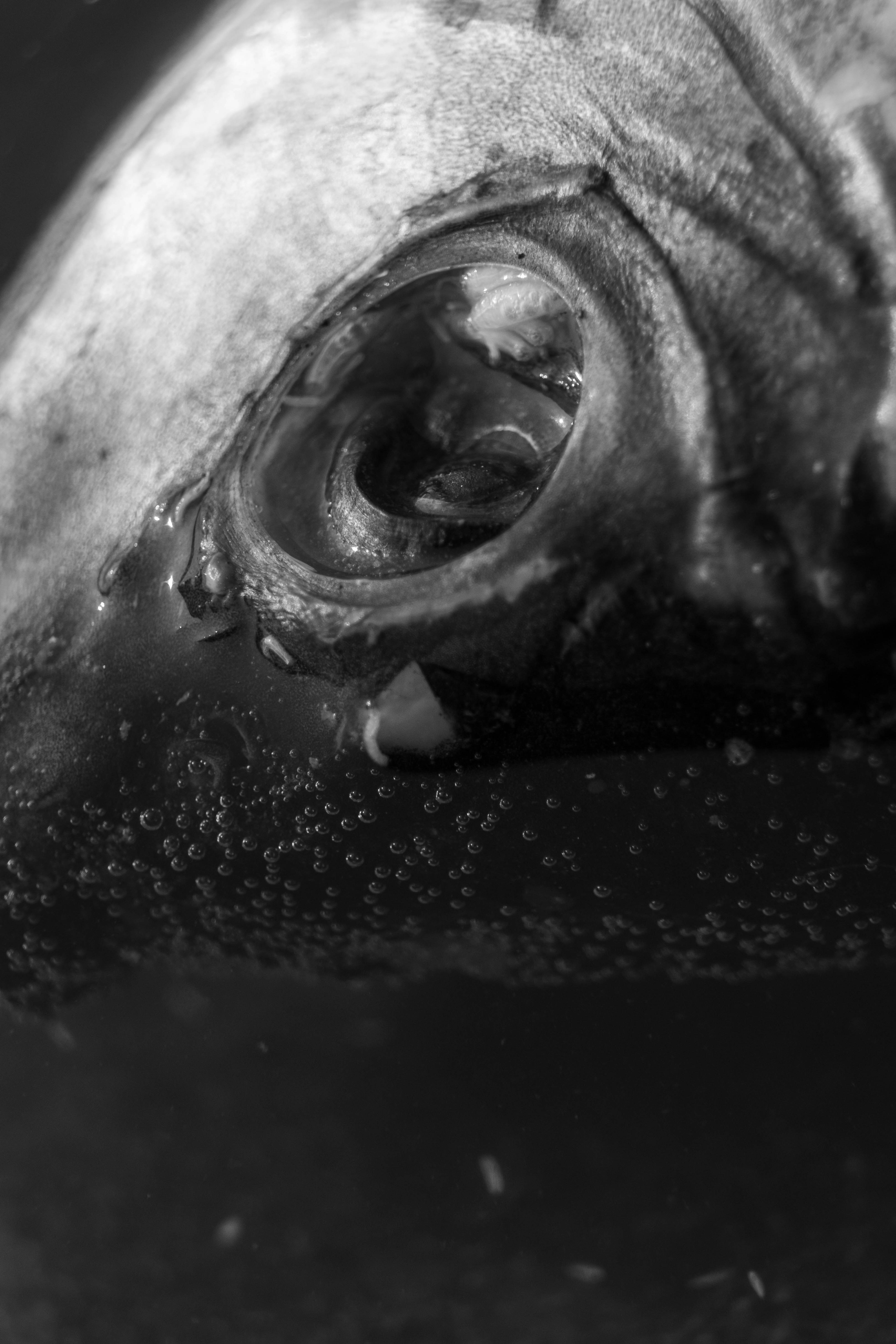 Close-up ikan di dalam air