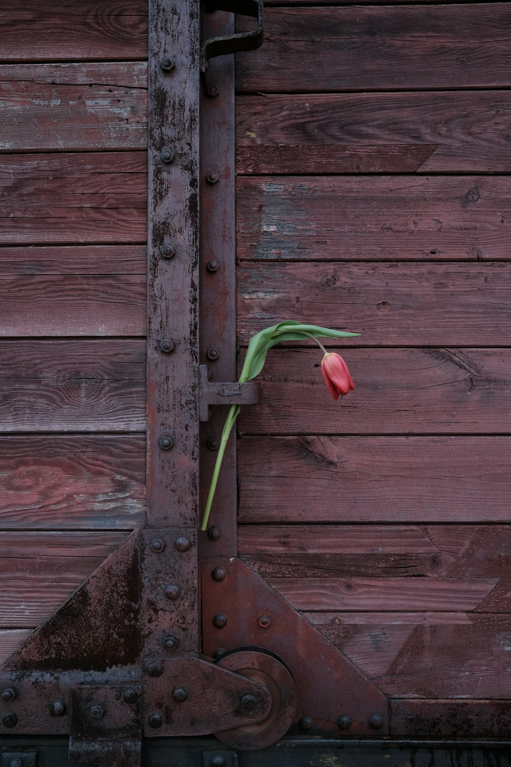 a single tulip sitting on the side of a wooden building