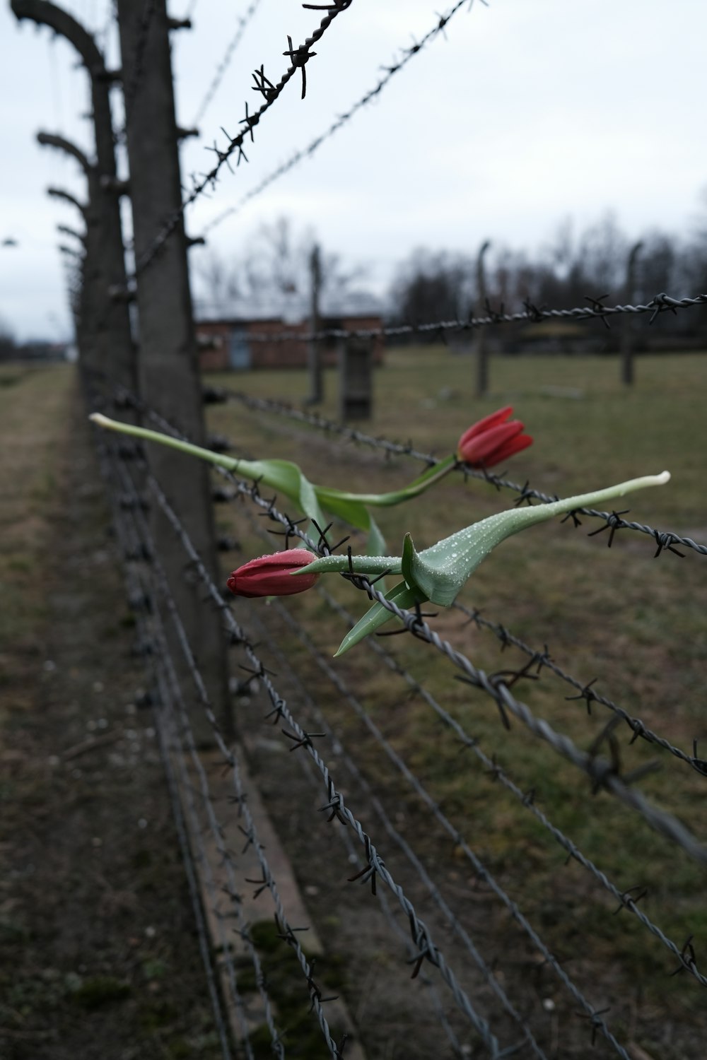 ein Stacheldrahtzaun mit roten Blumen darauf