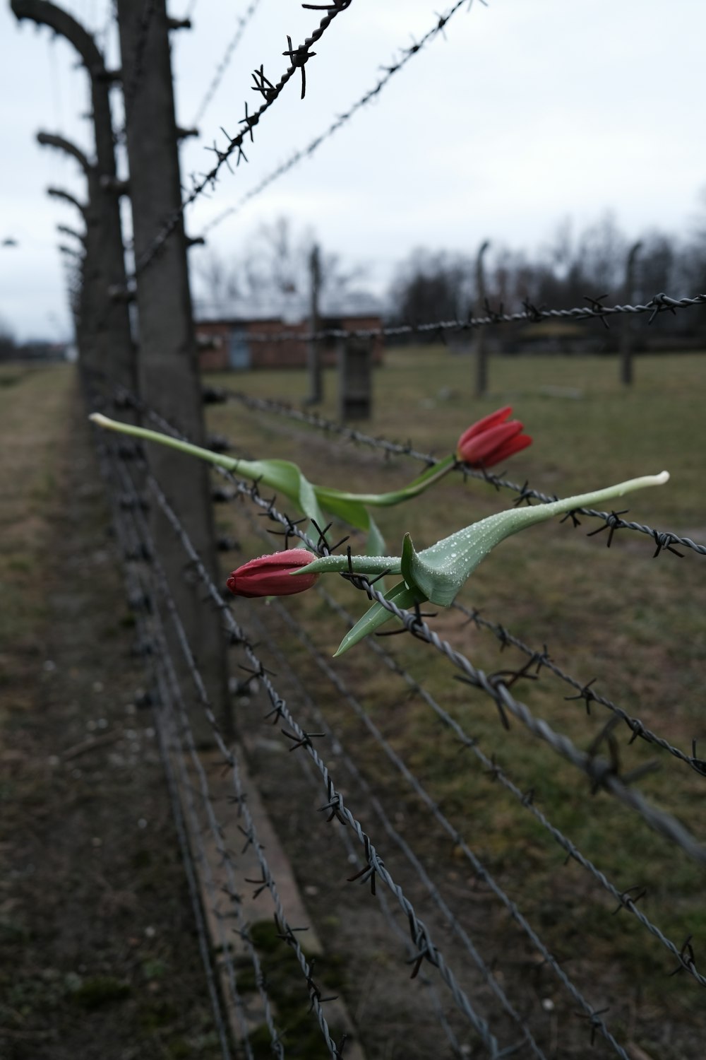 a barbed wire fence with red flowers on it