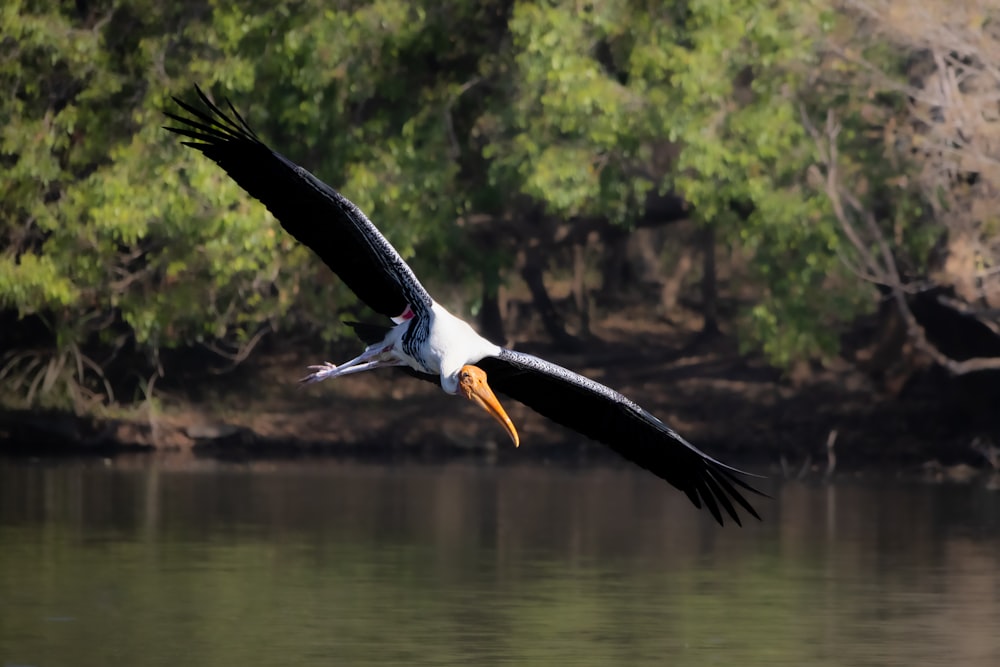 a large bird flying over a body of water