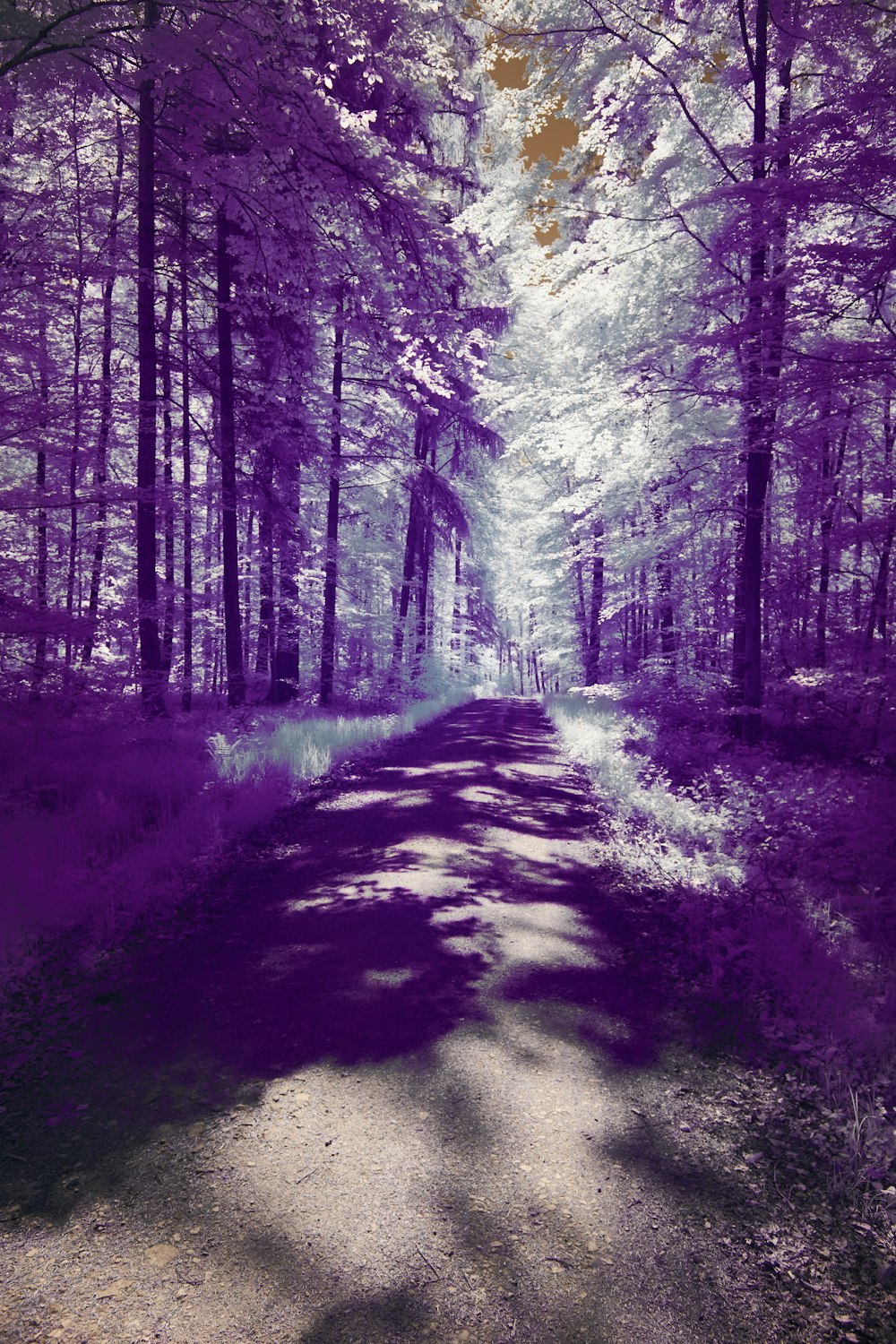 a purple picture of a path in the woods