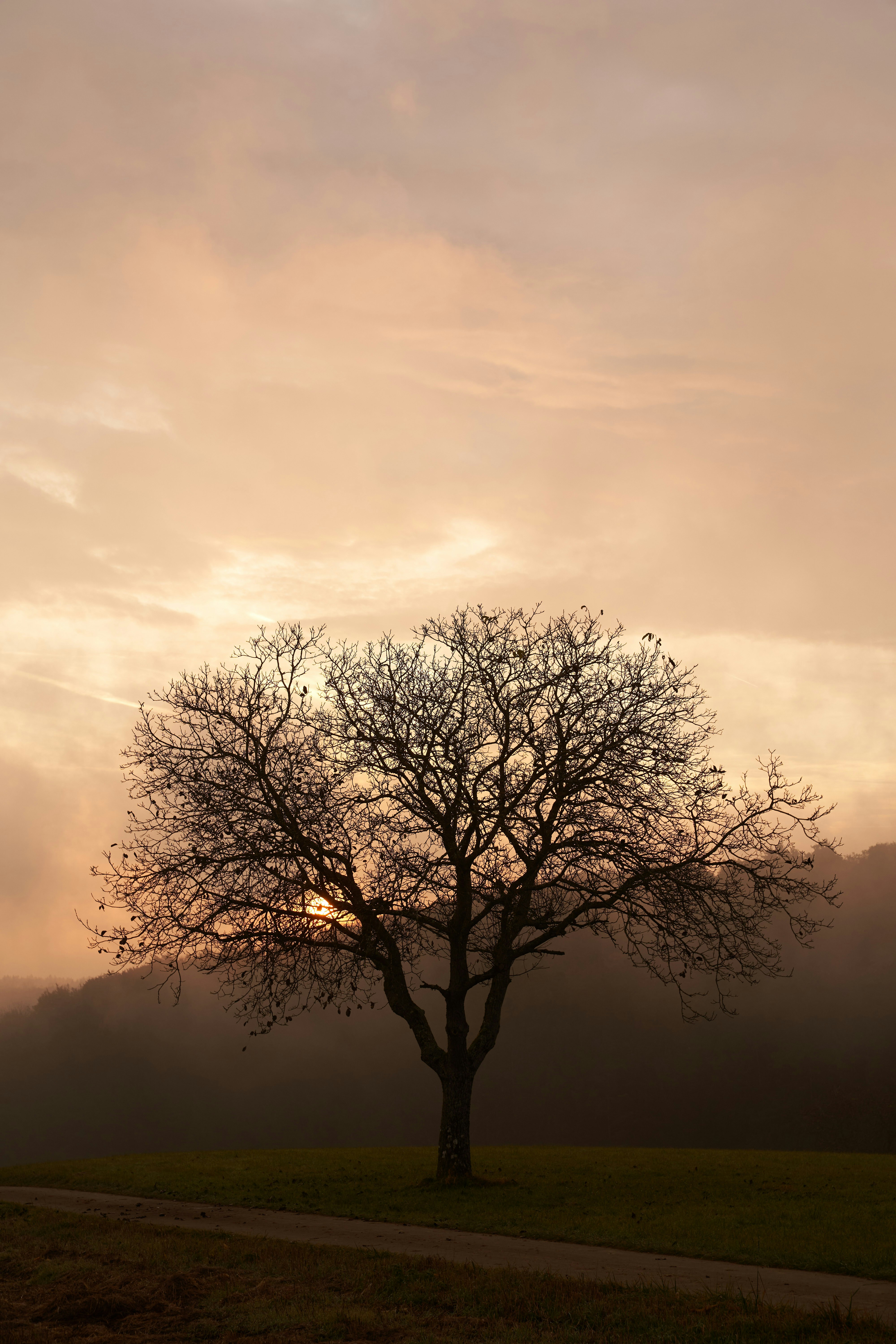 Photo by wolfgang_hasselmann