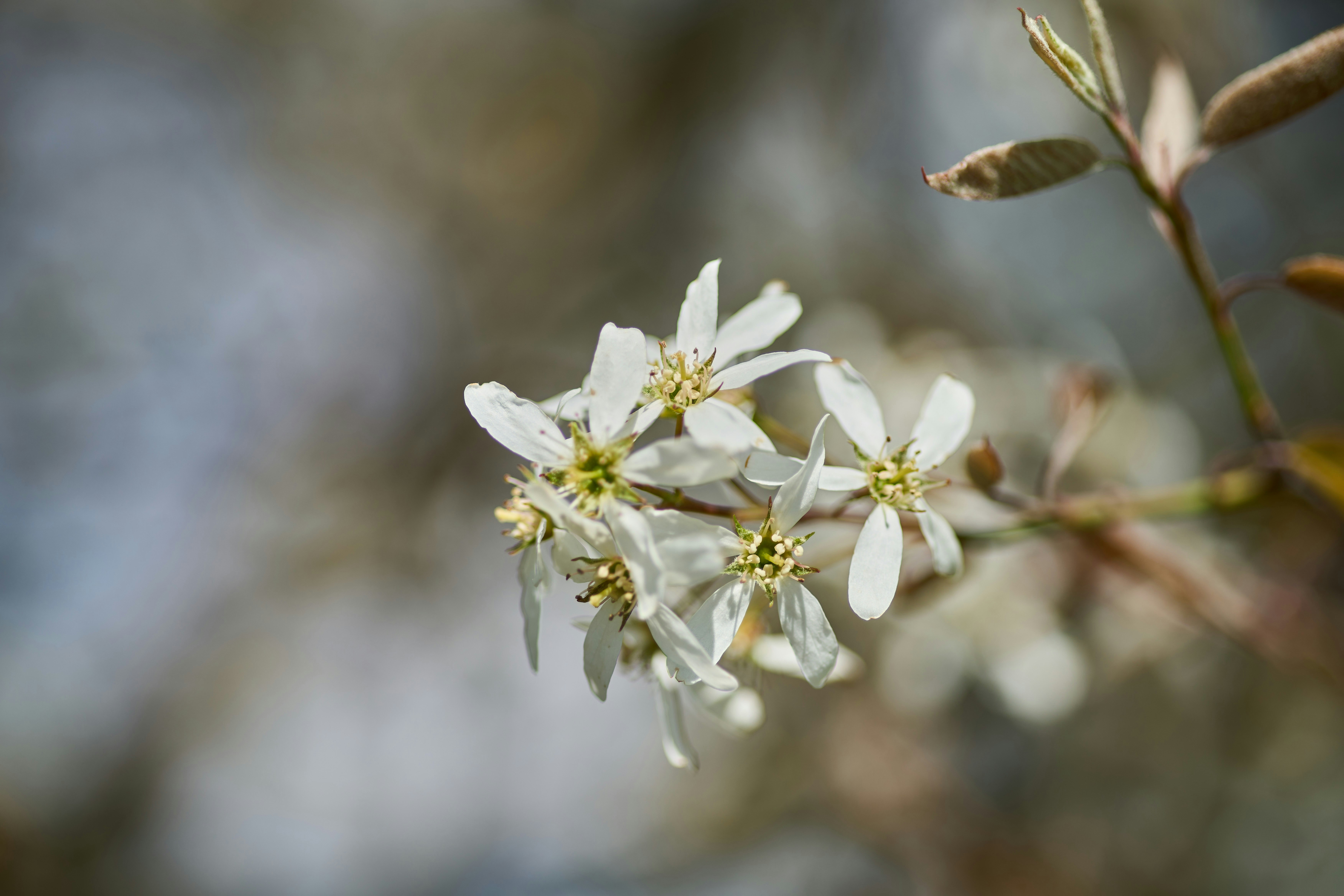 Photo by wolfgang_hasselmann