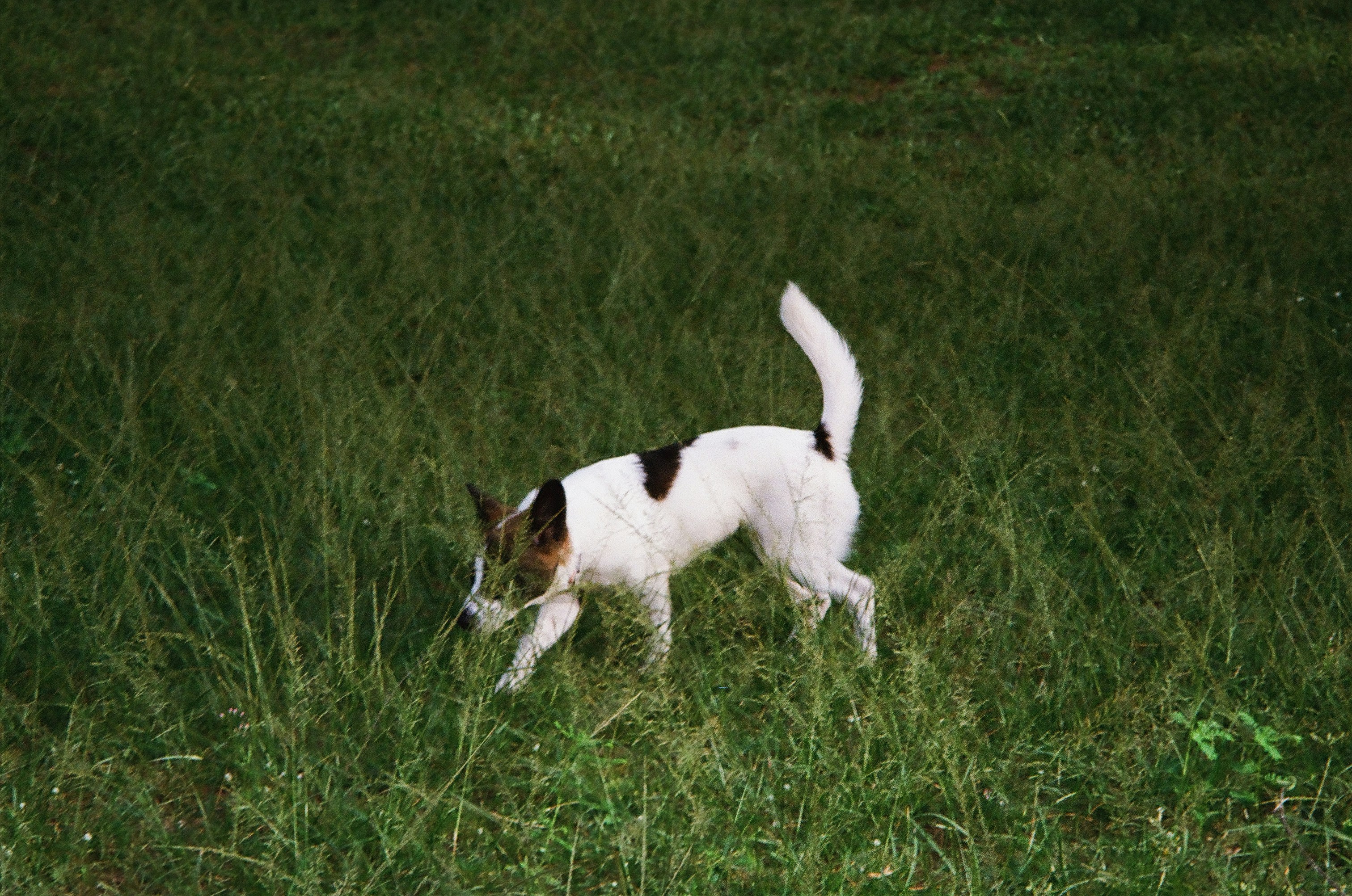a white and brown dog walking across a lush green field