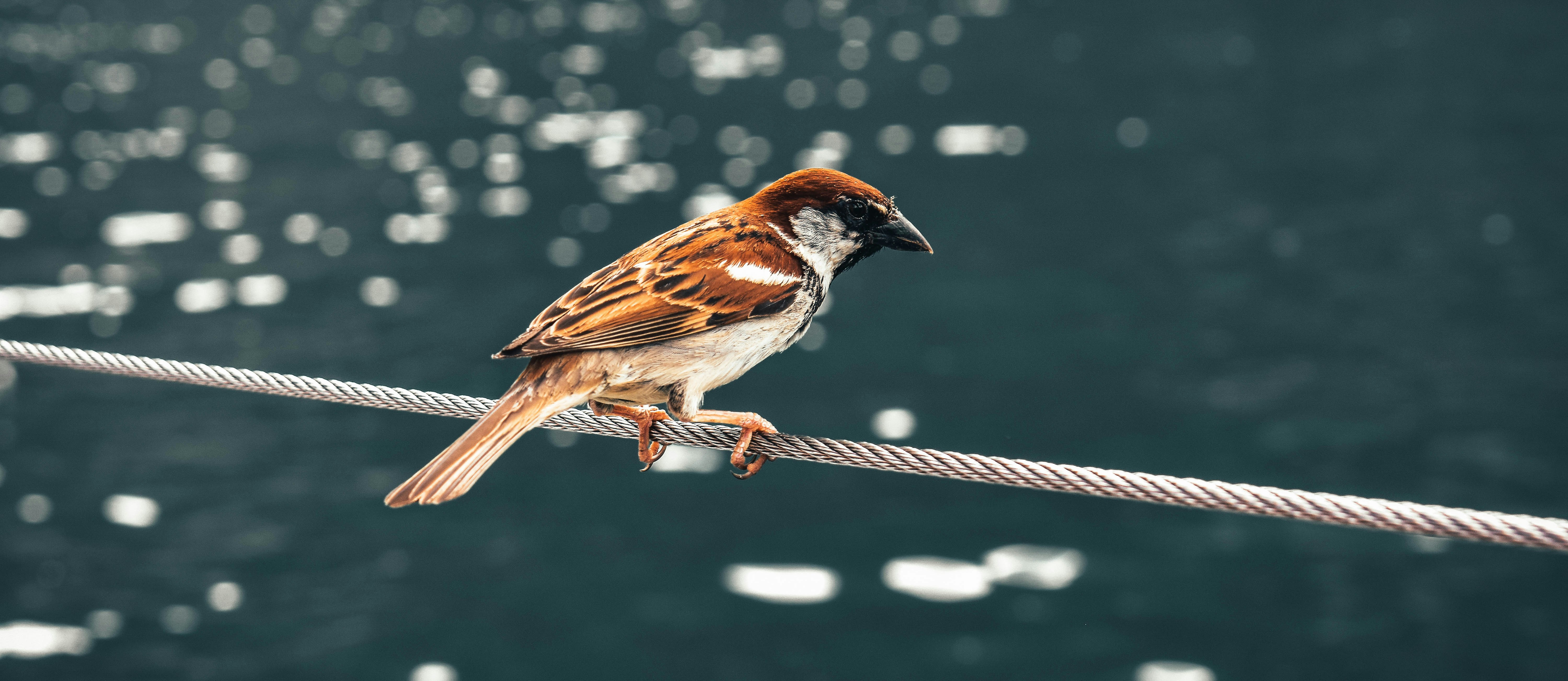Canaries Melodious and Cheerful Singers (image credits: unsplash)