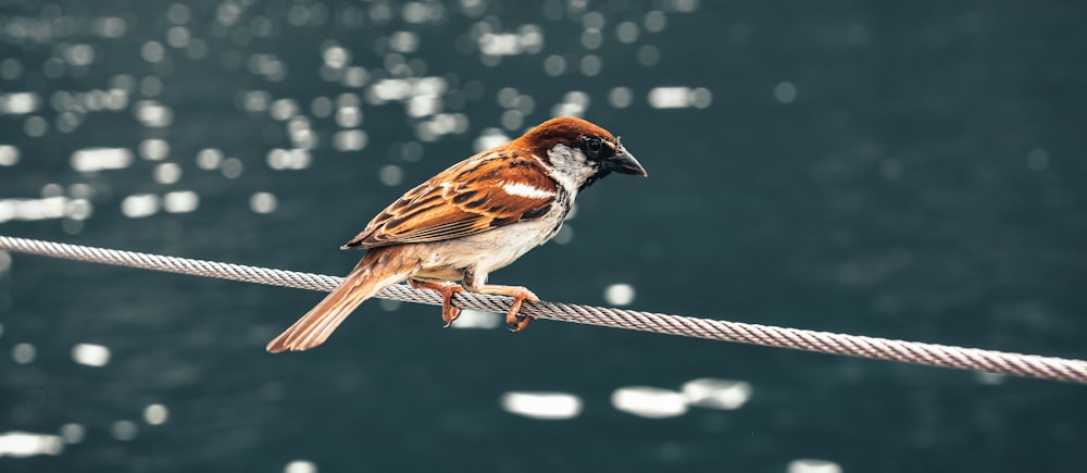 a brown and white bird sitting on a rope