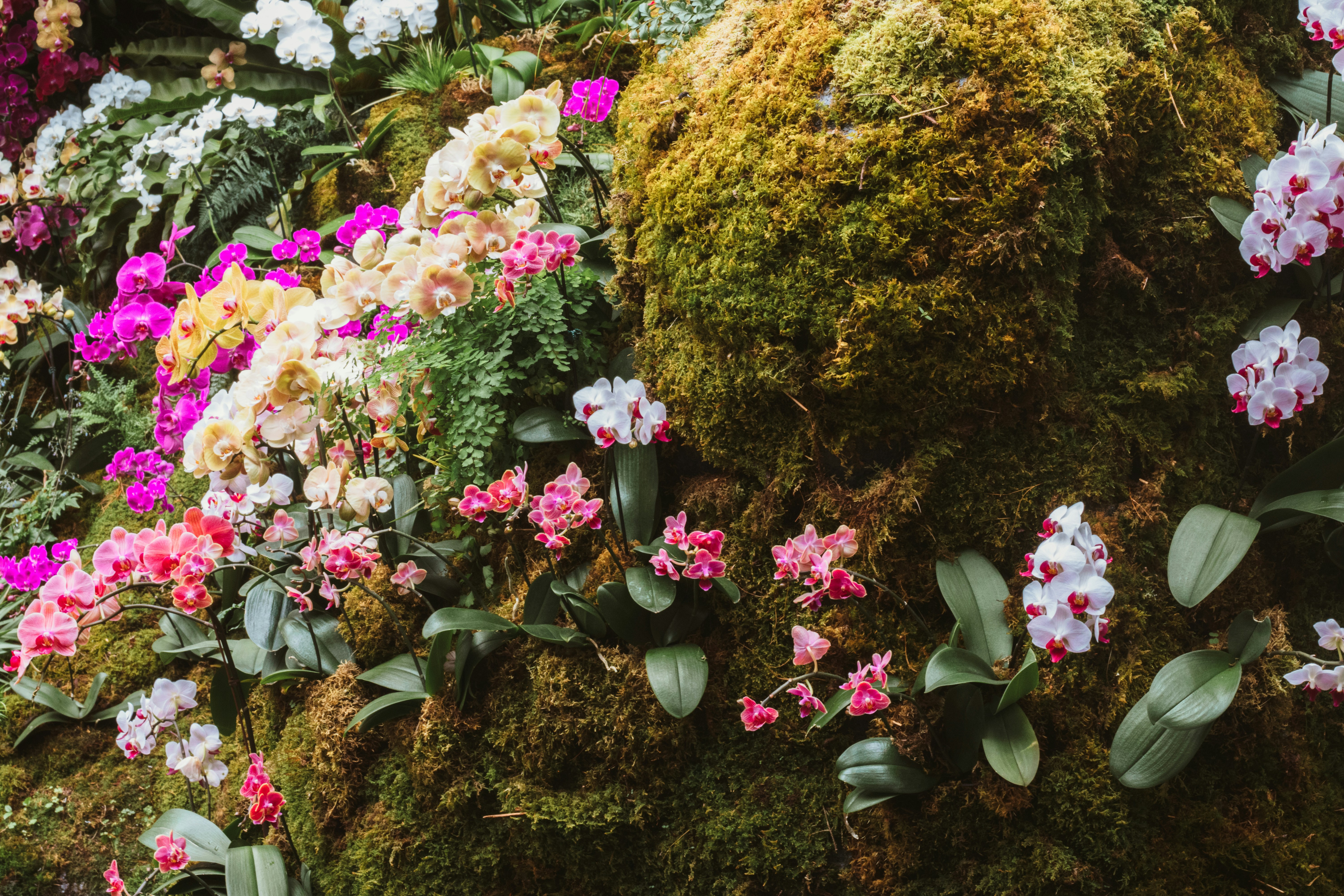 vibrant floral wallpaper, wallpaper, Bold Prints: How to Wear Them with Confidence 2