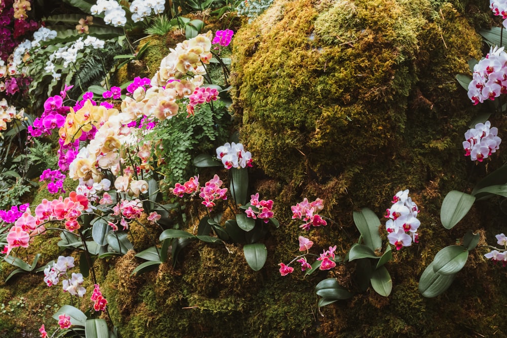 a bunch of flowers that are on a wall