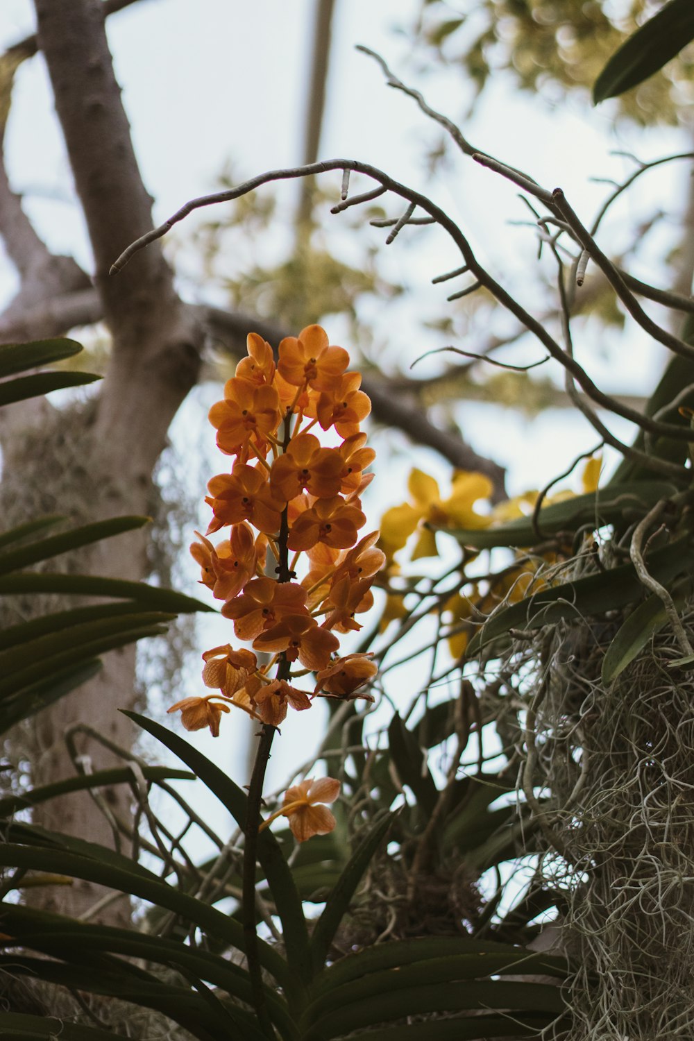 a close up of a plant with orange flowers