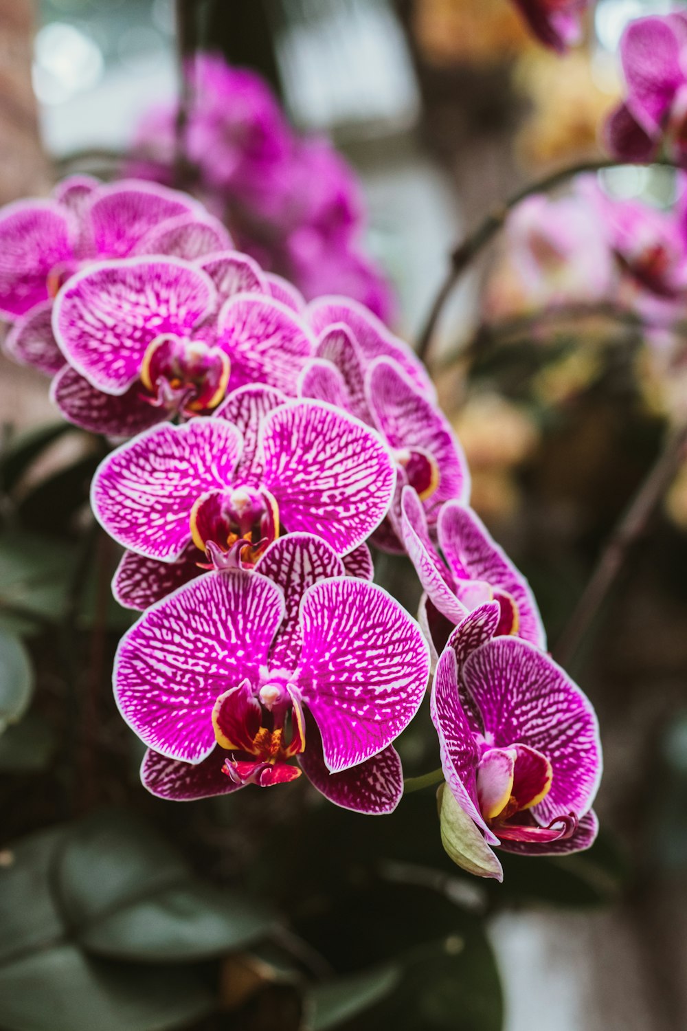 a close up of a bunch of purple flowers