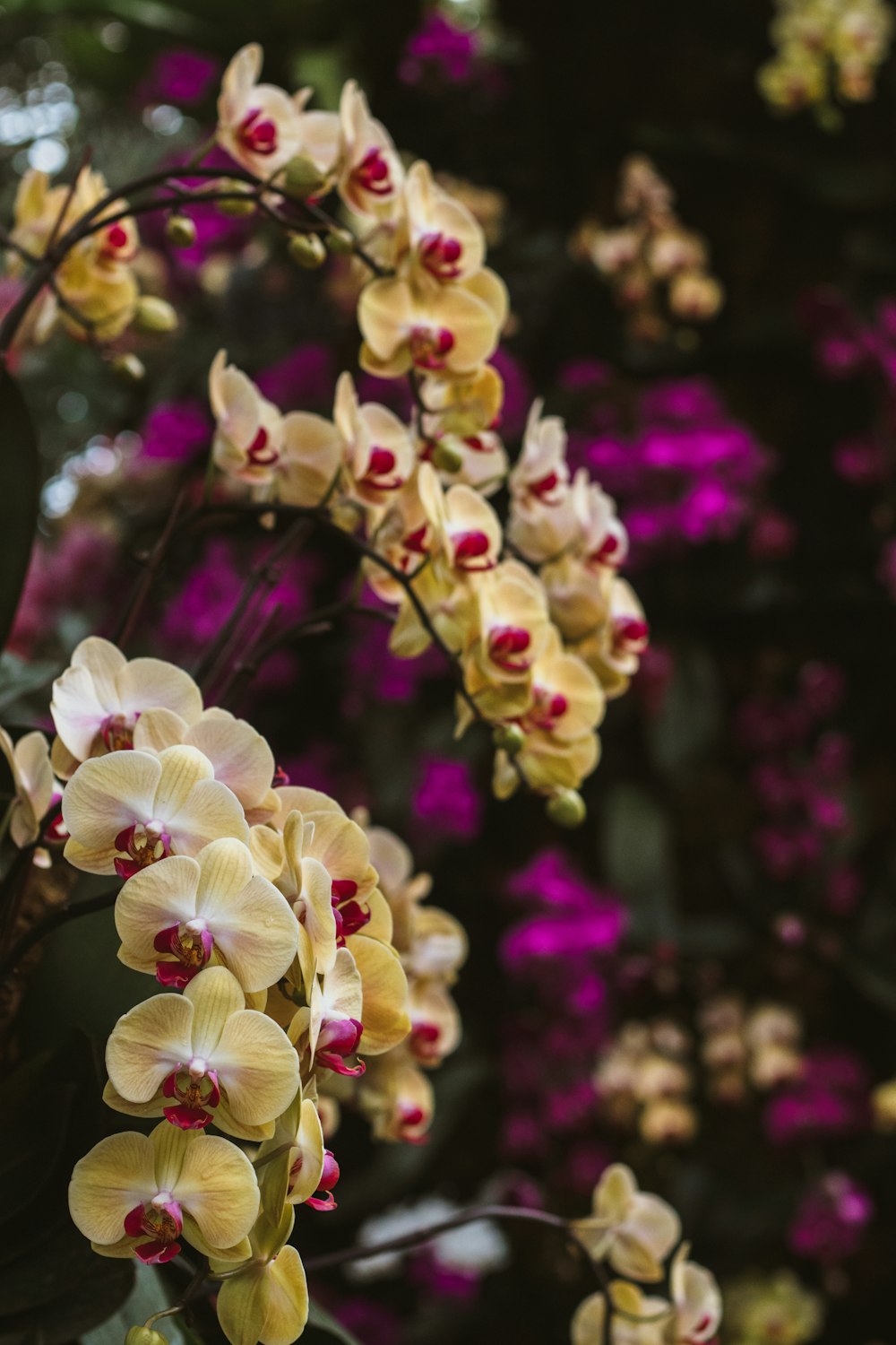 a bunch of flowers that are on a tree