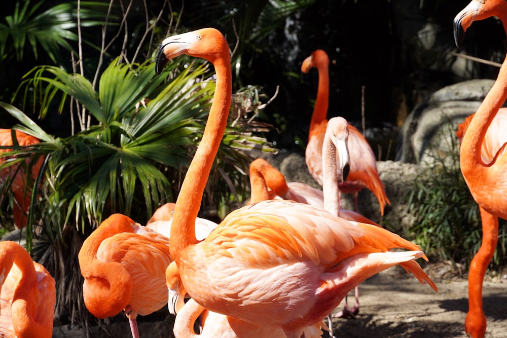 a group of flamingos standing around in a zoo