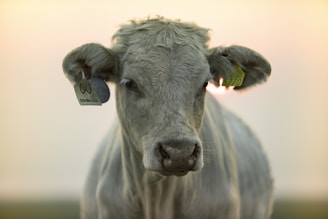 A close-up of a young cow standing in a field with visible ear tags. The cow's fur is light grey, and the background is softly blurred with hints of warm colors, suggesting a sunrise or sunset.