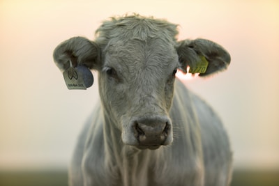 A close-up of a young cow standing in a field with visible ear tags. The cow's fur is light grey, and the background is softly blurred with hints of warm colors, suggesting a sunrise or sunset.