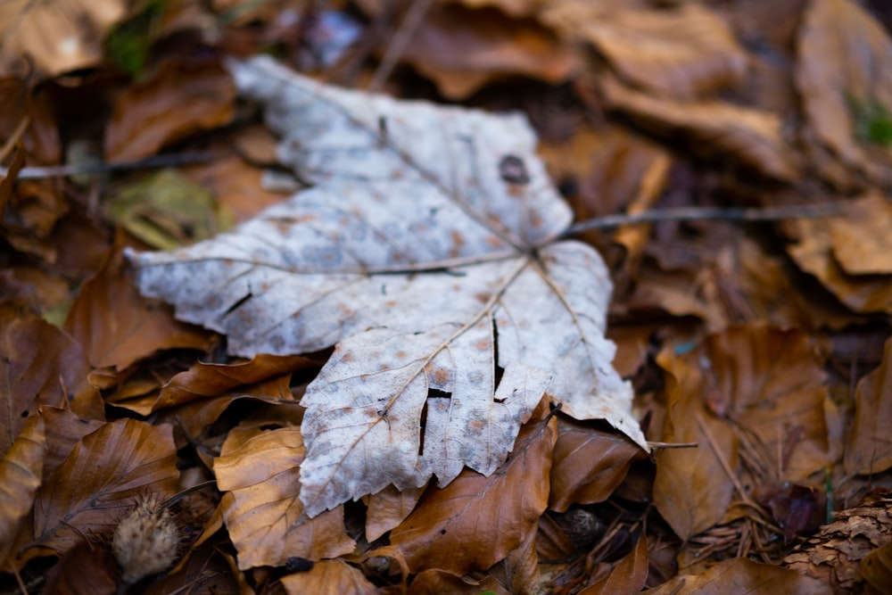 a white leaf laying on top of leaves on the ground