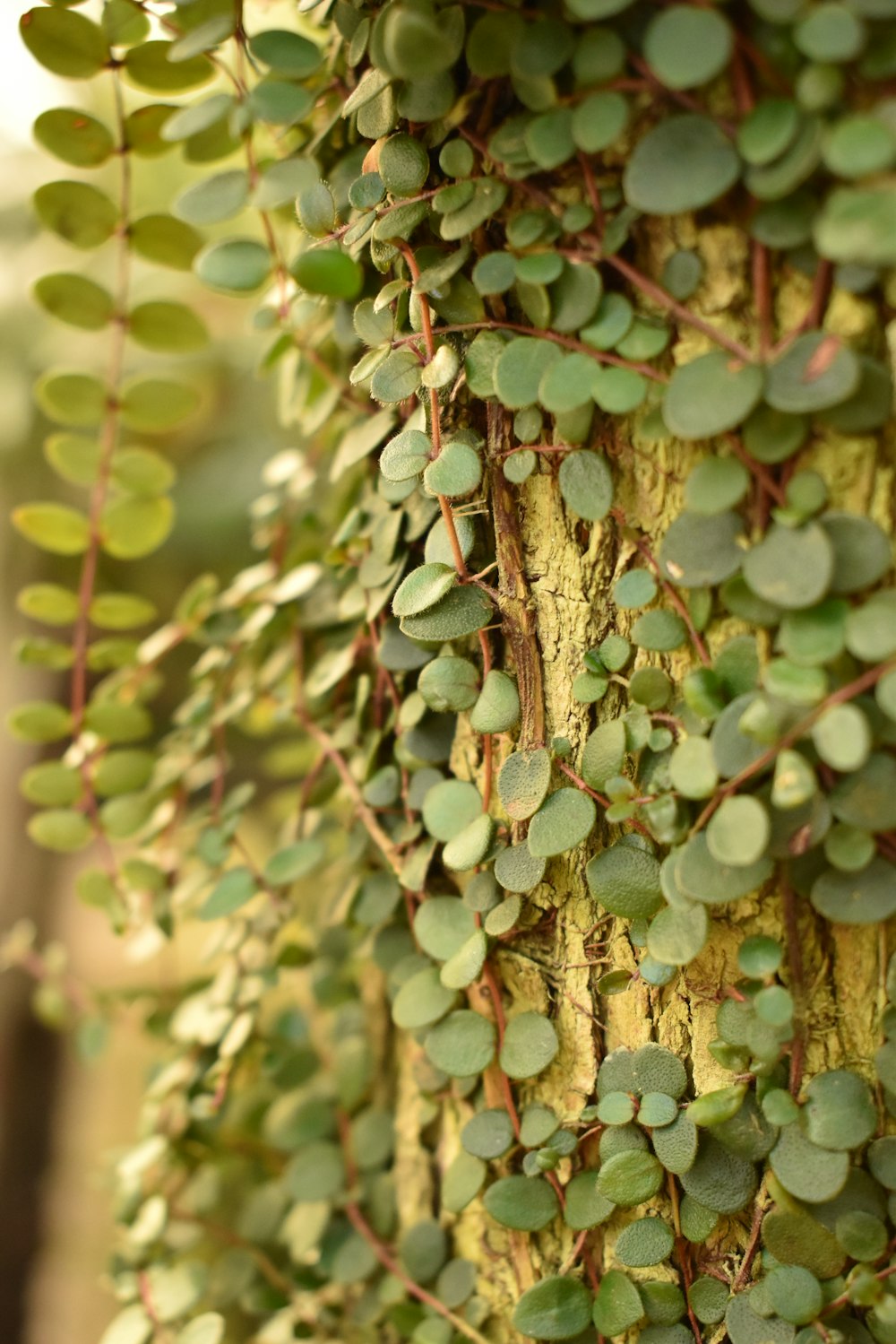 a tree with lots of green leaves growing on it