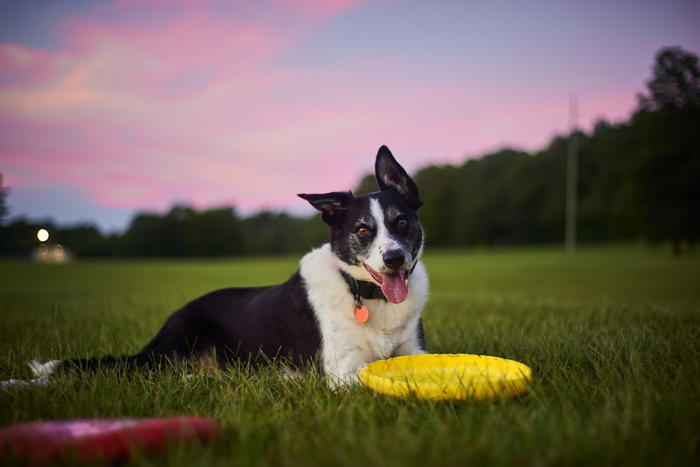 a dog laying in the grass with a frisbee