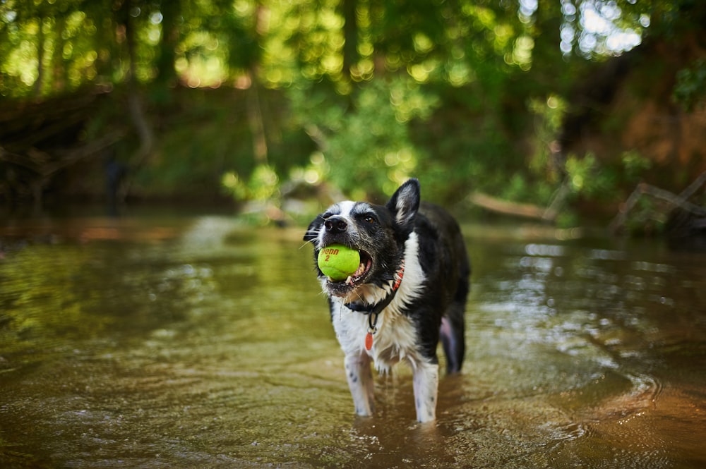 a black and white dog holding a tennis ball in its mouth