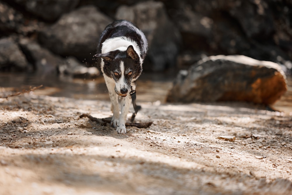 a black and white dog walking across a dirt field