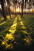 Sunlight filtering through tall pine trees, casting long shadows on the forest floor.