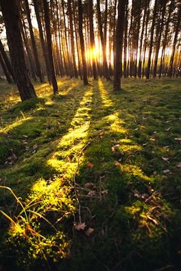 Sunlight filtering through tall pine trees, casting long shadows on the forest floor.
