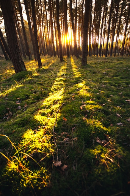 Sunlight filtering through towering heritage pines in a misty forest