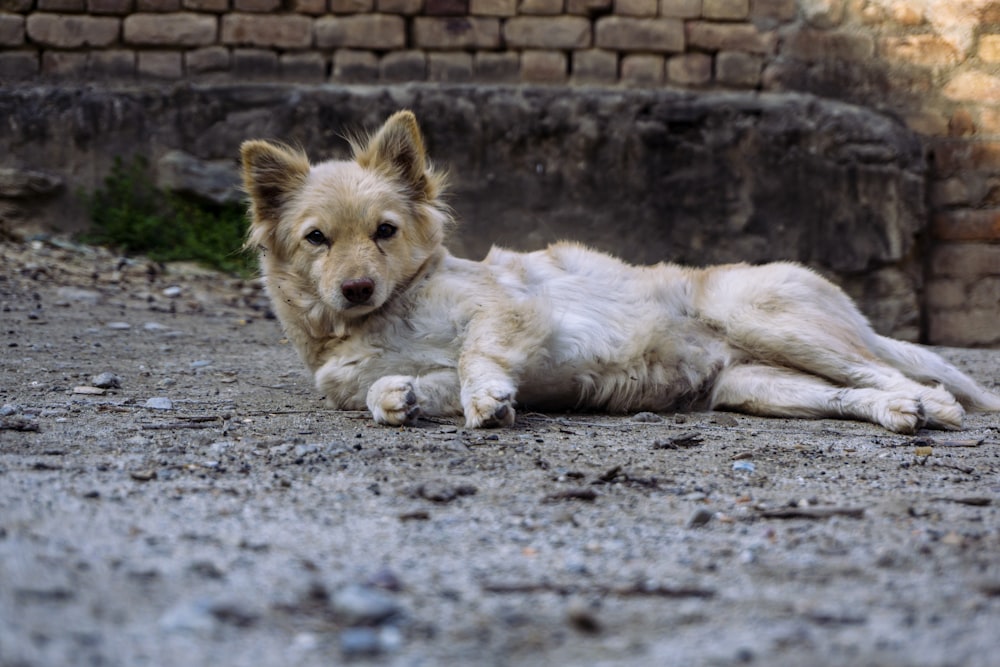 a dog laying on the ground in front of a brick wall