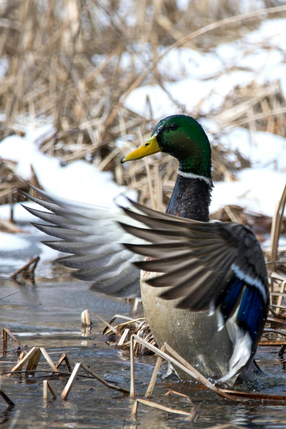 a duck flapping its wings in the water