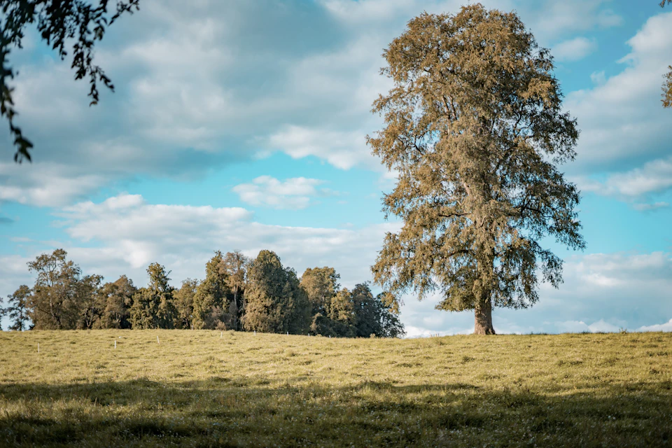 The image depicts a serene landscape with a large, solitary tree standing on a grassy hill. The tree's brown trunk and branches contrast against the verdant green of the field below. In the distance, beyond the hill, there are trees dotting the horizon line, adding depth to the scene. Above it all, the sky is a clear blue with fluffy white clouds scattered across its expanse.