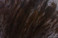 Close-up of sandalwood bark texture showing its rich, aromatic layers.