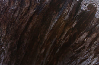 Close-up of sandalwood bark texture showing its rich, aromatic layers.