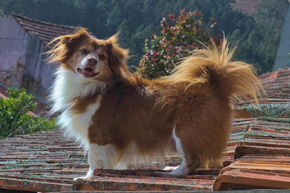 a brown and white dog standing on top of a roof