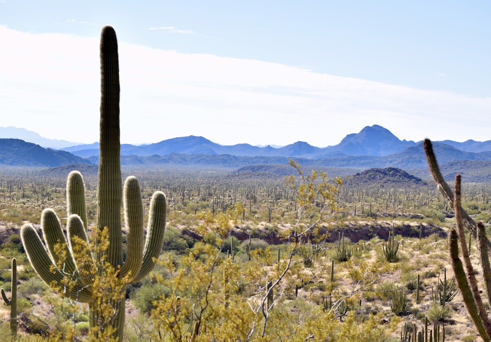 a cactus in the desert with mountains in the background