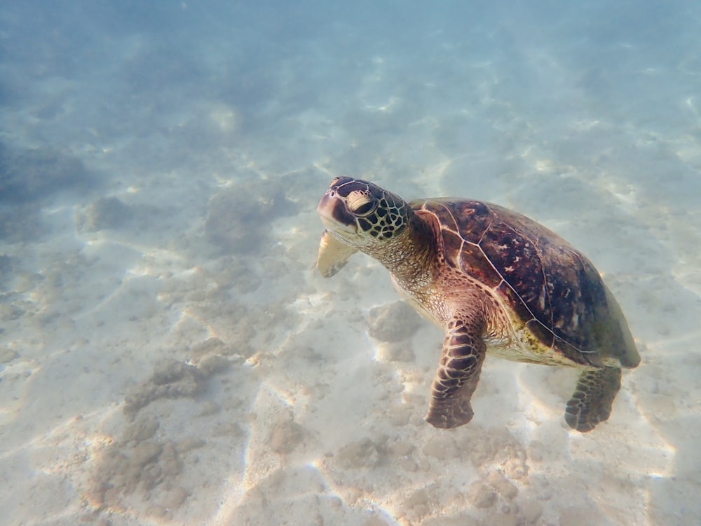 a sea turtle swimming in shallow water
